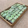 ECHEVERIA 6 CM ELEGANS M BARN VECKANS